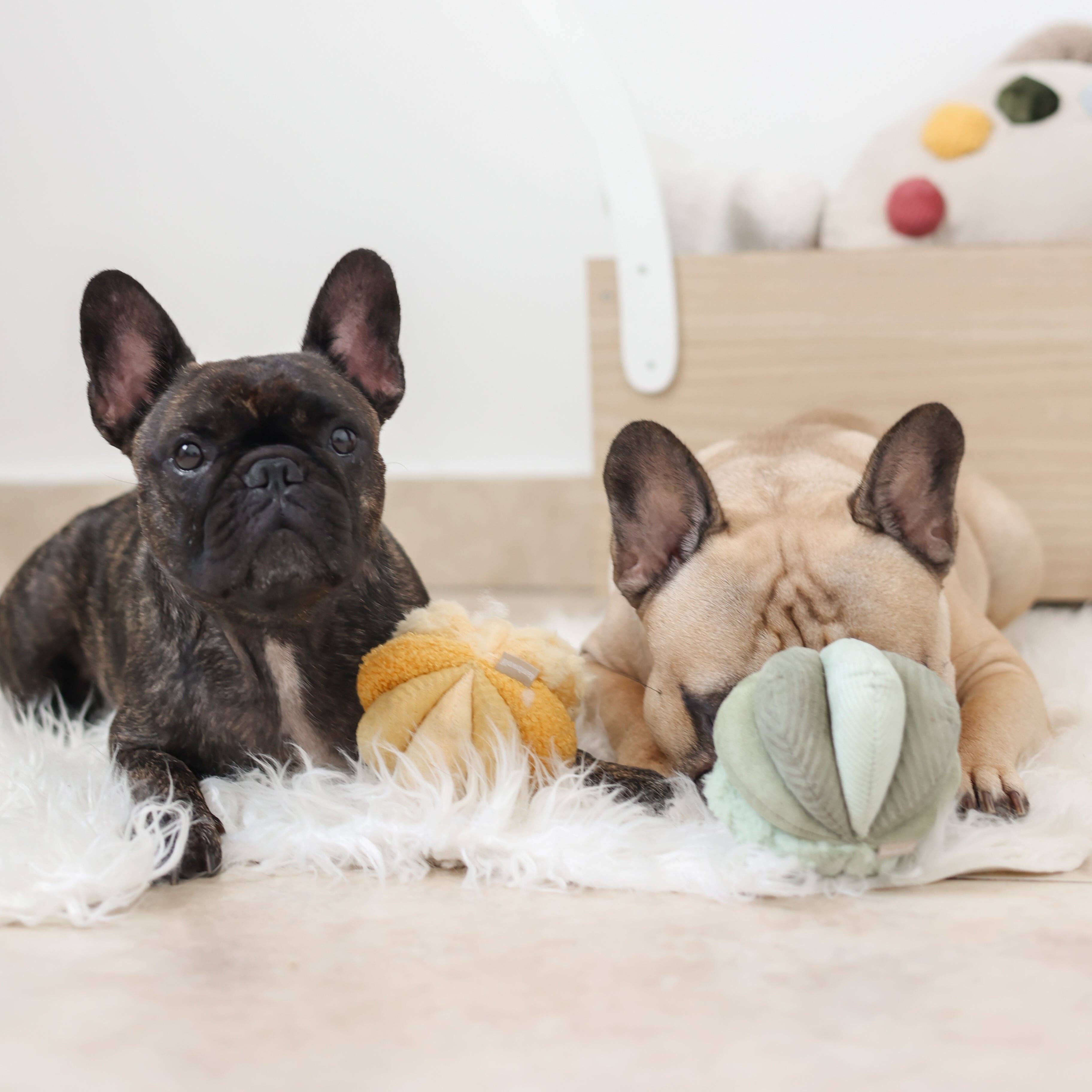 TOTO - Enrichment Igračka