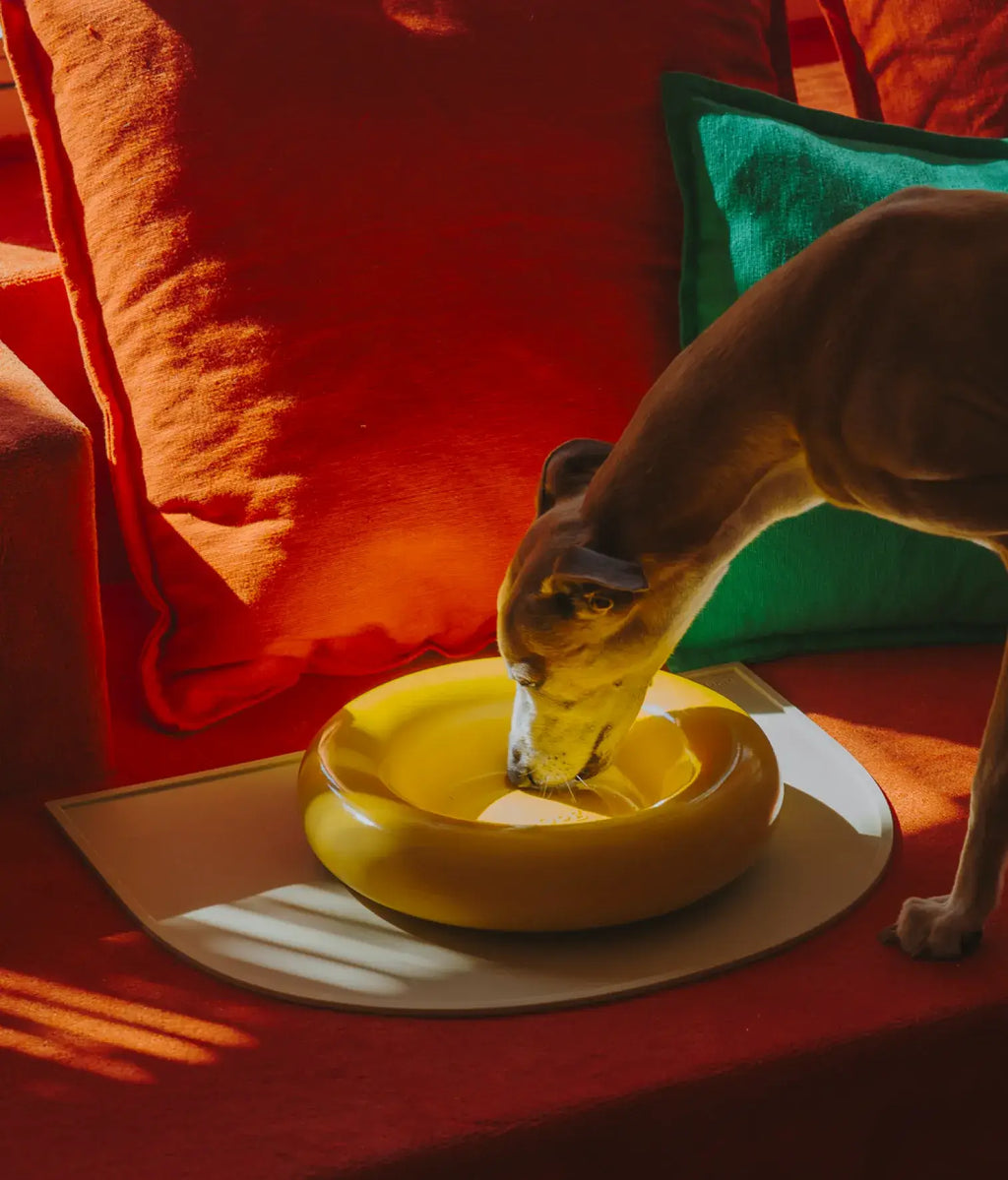 Keramička zdjela za pse