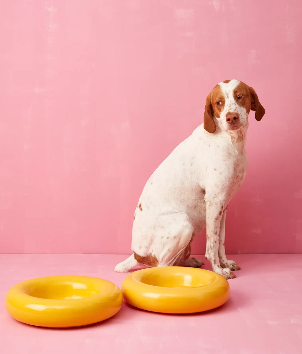 Keramička zdjela za pse