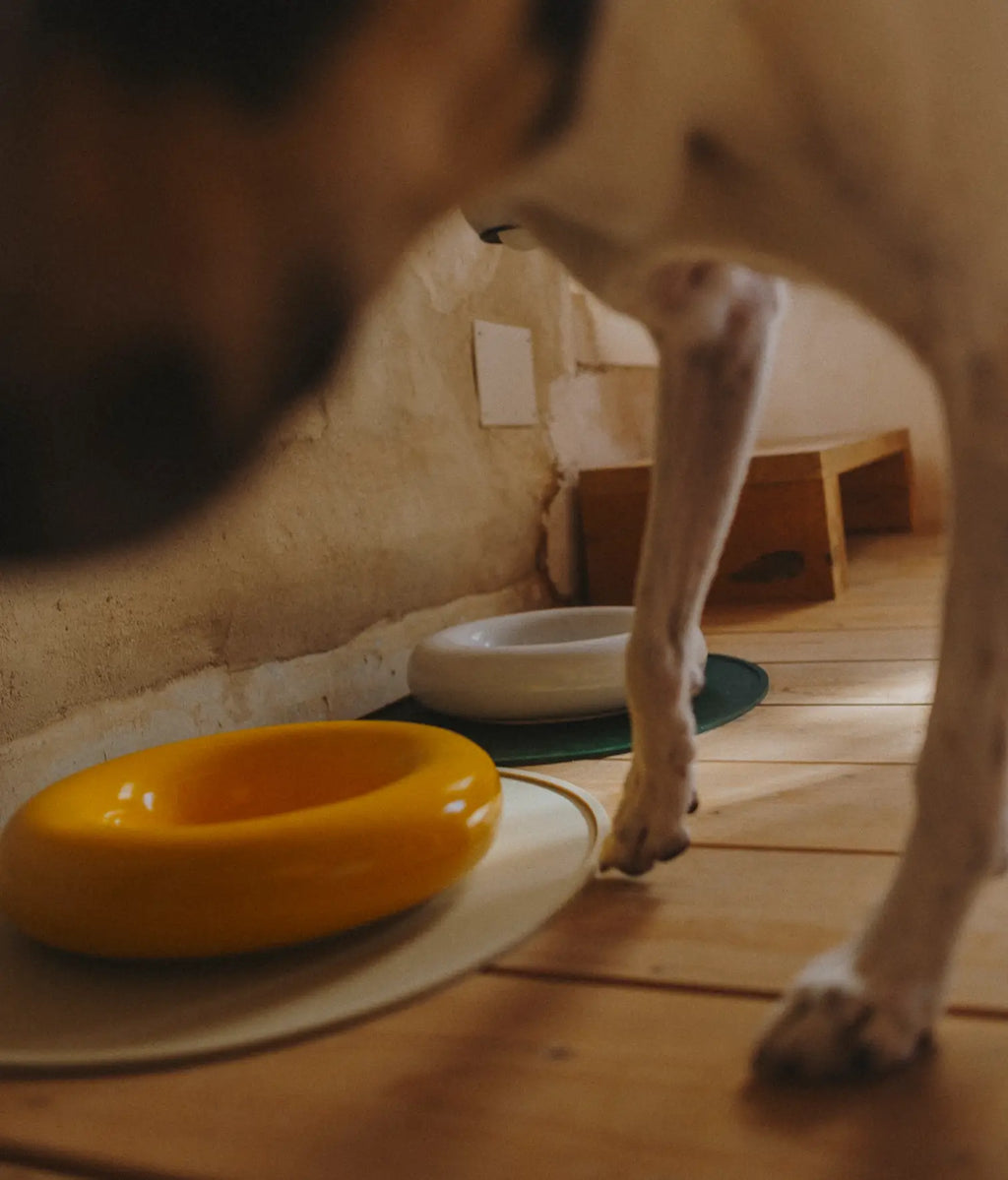 Keramička zdjela za pse