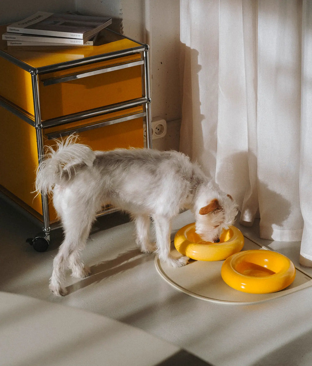 Keramička zdjela za pse