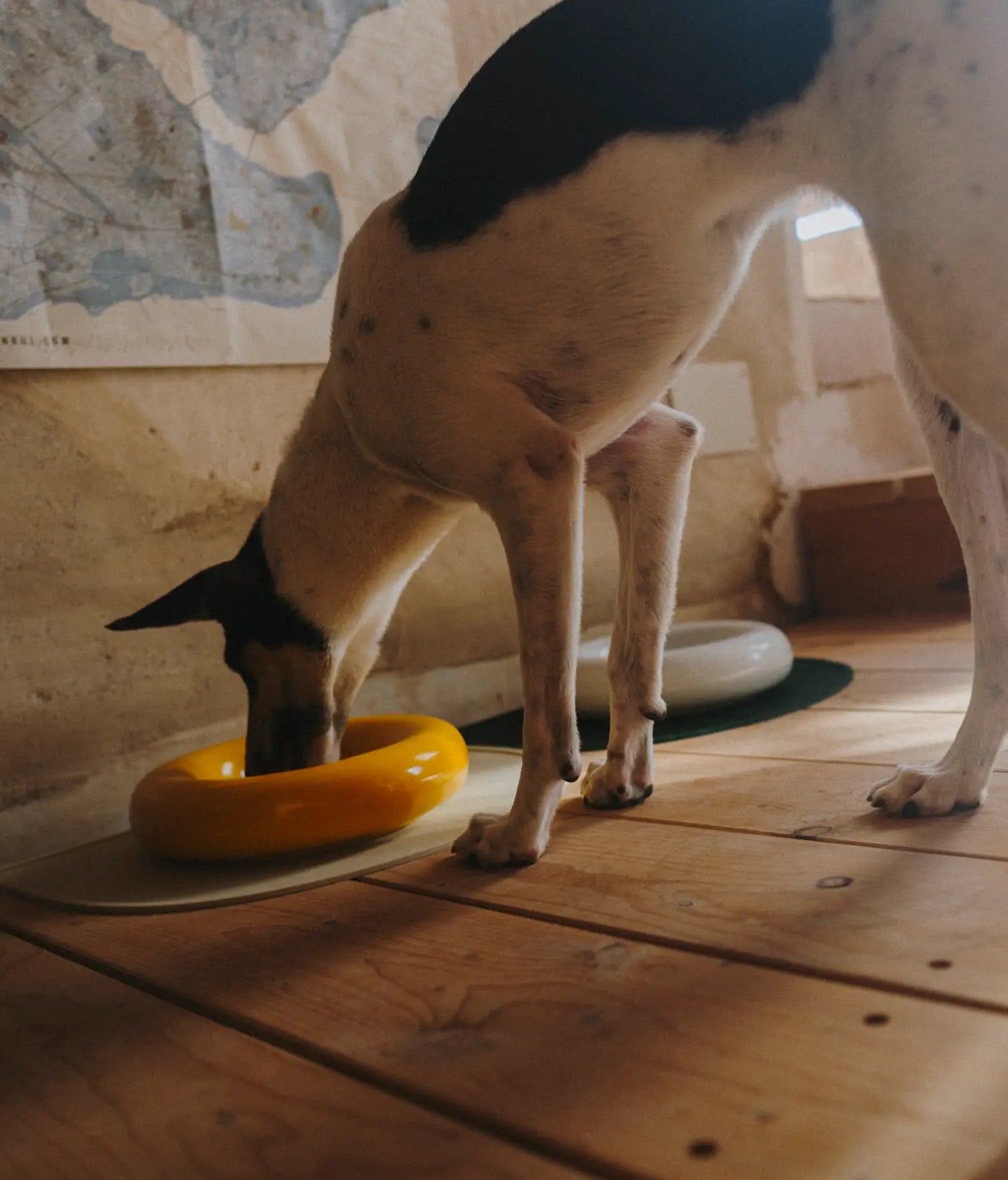 Keramička zdjela za pse