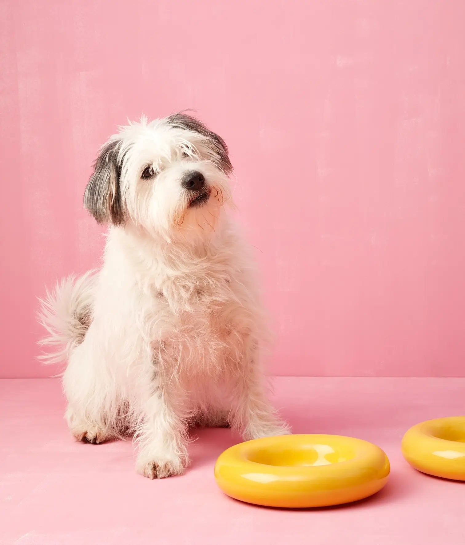 Keramička zdjela za pse