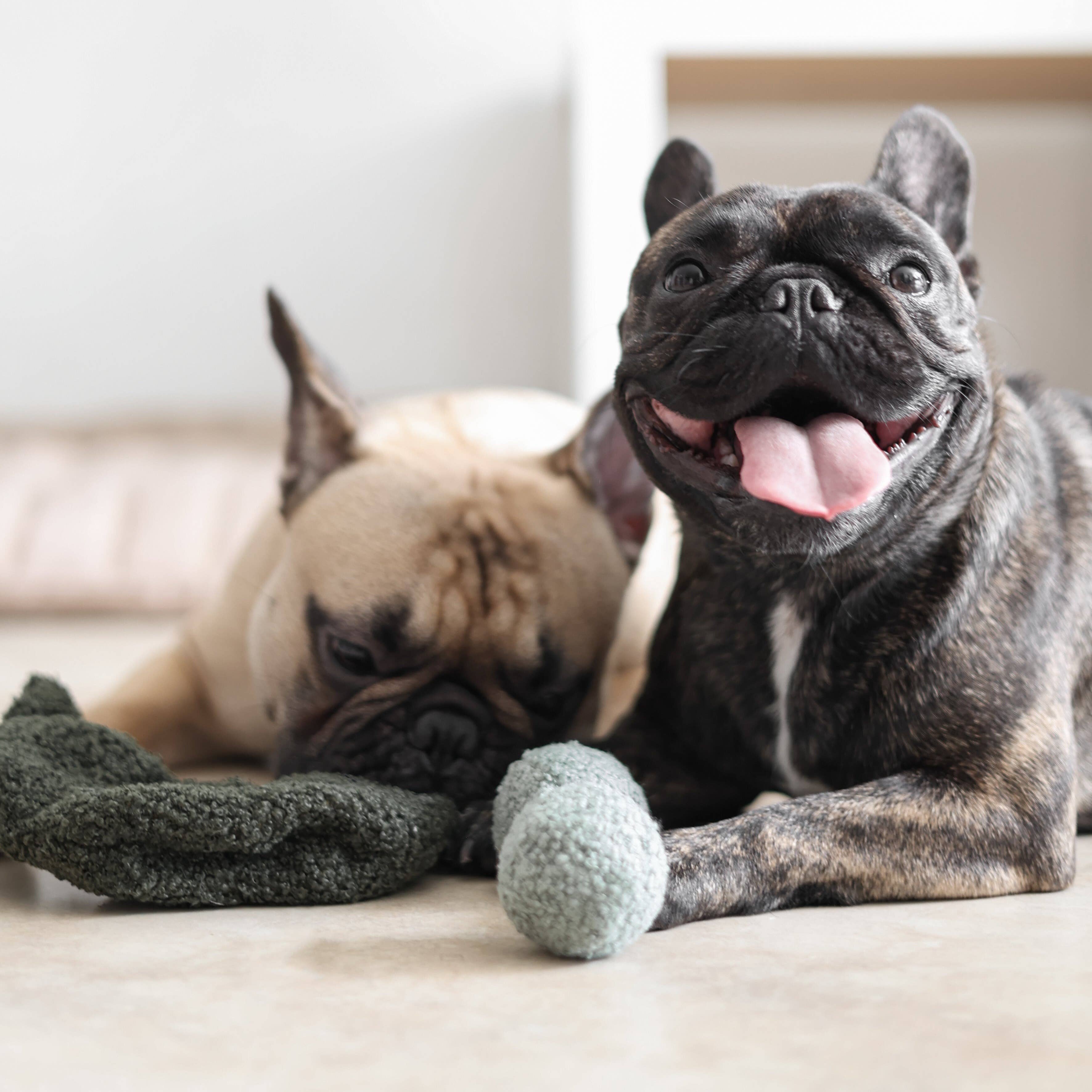 GRAŠAK - Enrichment Igračka