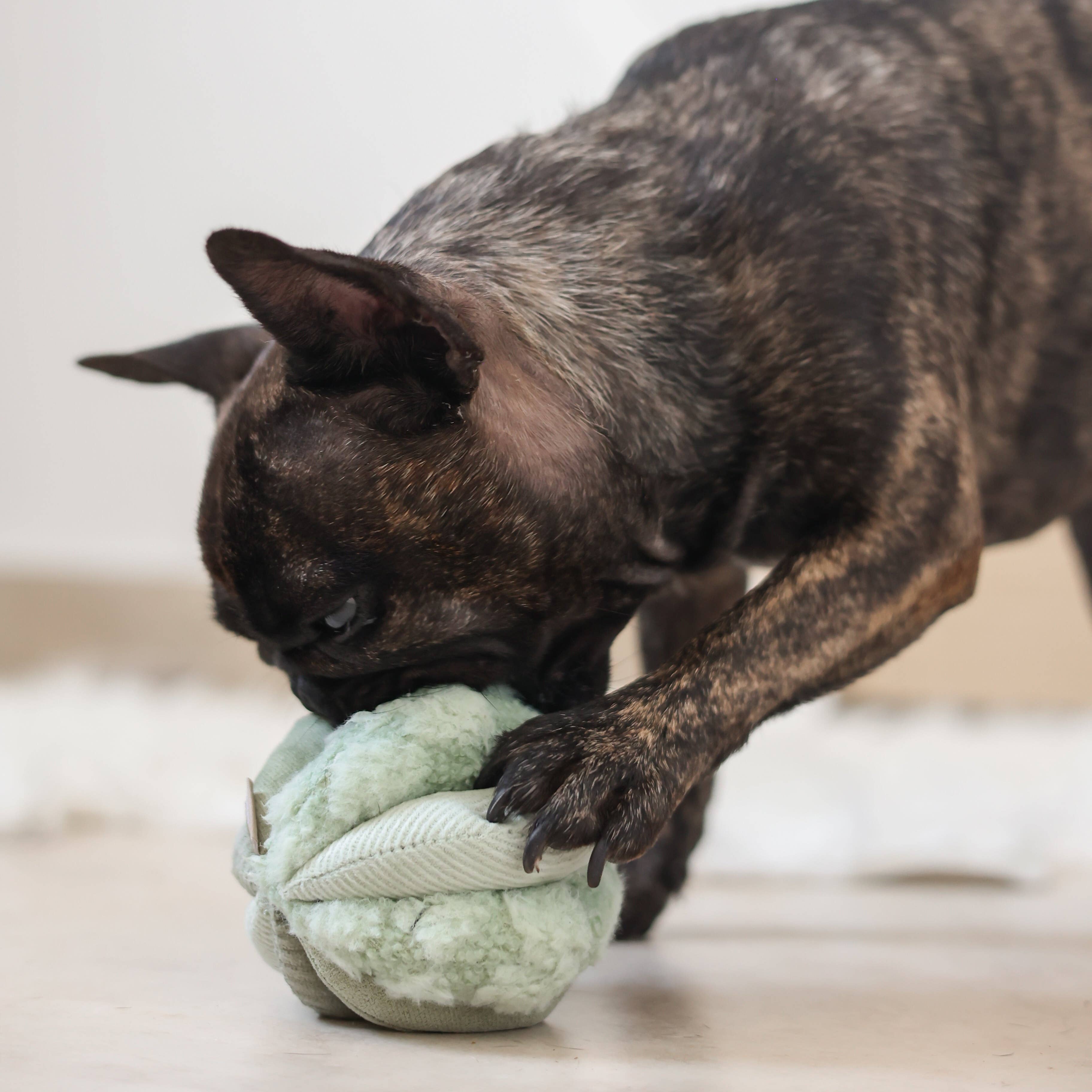 TOTO - Enrichment Igračka