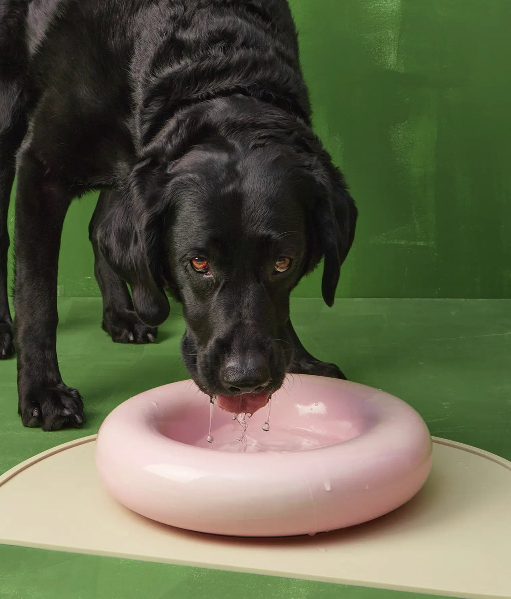 Keramička zdjela za pse