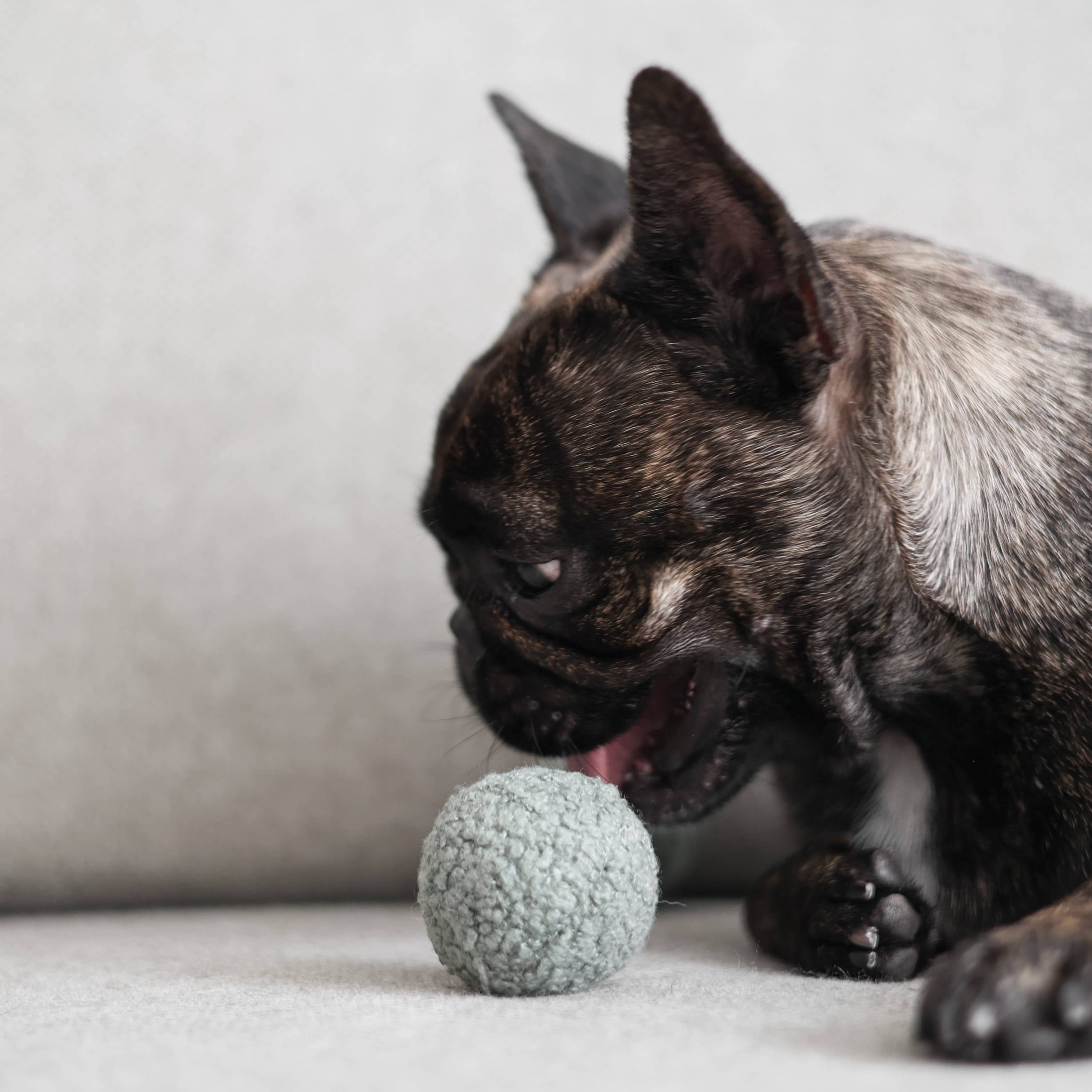 GRAŠAK - Enrichment Igračka